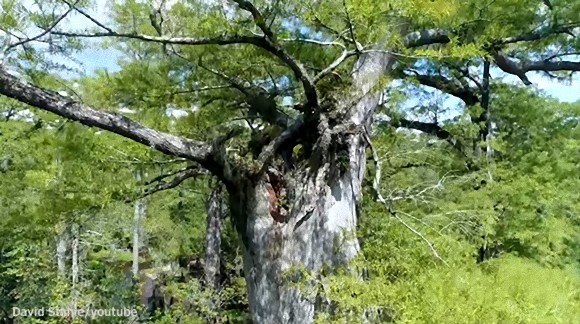 弥生時代から令和まで。アメリカの湿地帯で樹齢2624歳の木が発見される