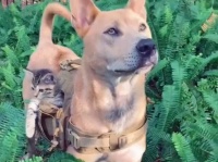 どこでも連れてってやるぜ。子猫をポケットに収納し準備万端の犬