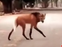 オオカミなのキツネなの？たてがみのある脚の長いこの謎生物の正体は？