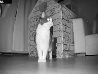 夜中の自宅警備は任せるニャ！保護猫プーシクくん、寝静まったマイホームのパトロールに復帰する