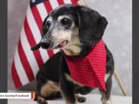 保護施設に預けられた17歳の老犬に、無事新しい家族が見つかる！