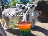 キンッキンに冷えてやがるぜ！キツネザルたちのアイスキャンディーパーティー