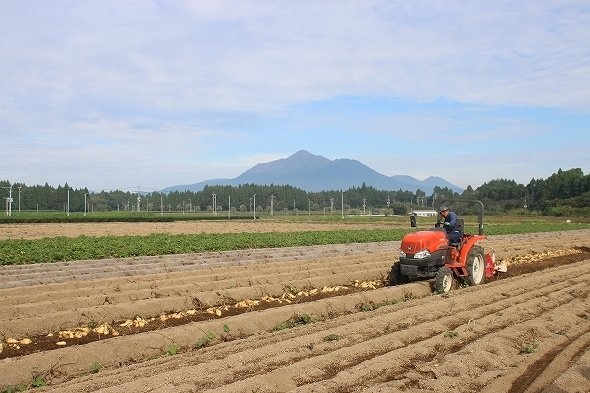 霧島連山のふもとにひろがる、黄金千貫の畑