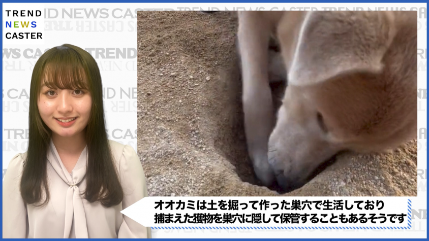 穴掘り「名犬」の姿が、SNSで話題