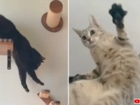 そりゃね、猫だから多少のことは仕方がない？今日も笑顔をありがとう！愉快な猫たち総集編