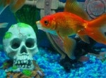 【酷すぎ】金魚の死骸３０匹食わせた…　娘を虐待した疑いで母親ら再逮捕