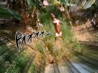 ダイナミック池遊び！犬は飛び込みを覚えた。高いところからドポッ！キャノンボールかな？