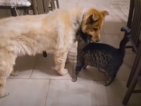 目の見えない犬の帰宅を誰よりも待ち望んでいたのは大親友の猫だった