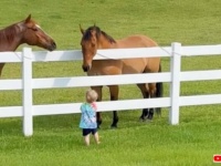 「おーい、お馬さんたちこっちに来てー！」という幼児の呼びかけに答えて、一斉に走って来る馬たち