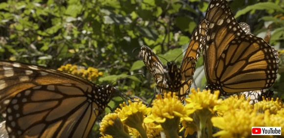 スクリーンショット-(1386)