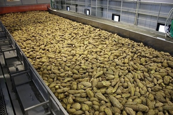 コンベア上には、約5トンもの芋が