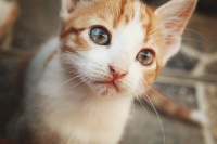 モテたい人におすすめ！ 男子が思わず愛してしまう"猫系女子"の特徴