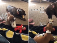 犬界のジャイアンかな。子犬があまったおもちゃで遊ぼうとすると何度も何度でも取り返しに来る犬