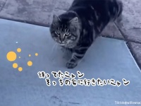 熱烈なアプローチを繰り返し、ついに隣人の家の室内猫の座をゲットした猫