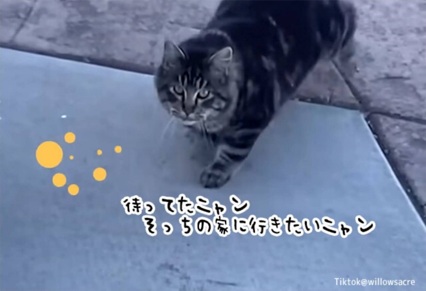 熱烈なアプローチを繰り返し、ついに隣人の家の室内猫の座をゲットした猫