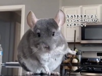 かっこよくポーズを決める魔法使い風チンチラ
