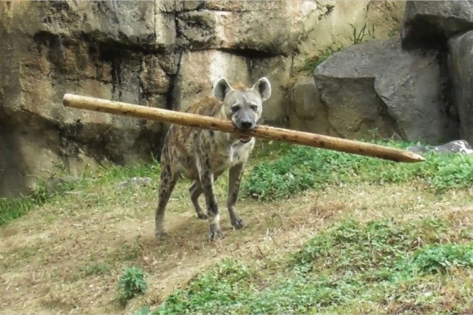 その棒、どこから？（画像はmaru＠maru2022さんの投稿より、再掲）