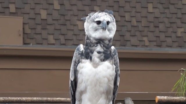 ハーピーの名を持つプレデター、世界最大級の猛禽類オウギワシを見てみよう