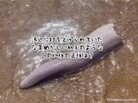 いったいこれは！？浜辺で目撃された、切断された触手のような奇妙な物体