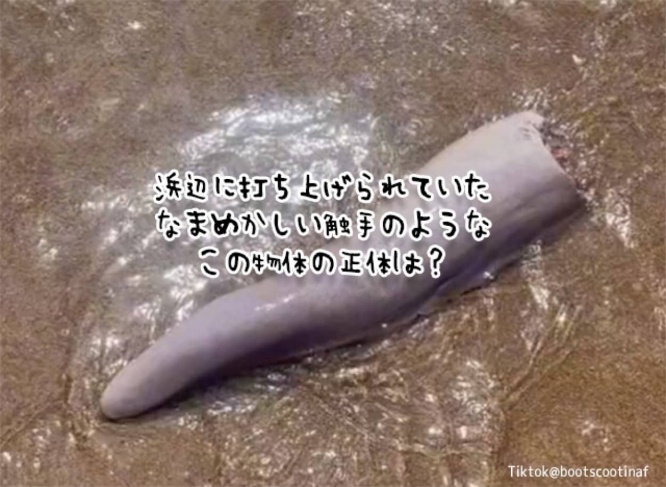 いったいこれは！？浜辺で目撃された、切断された触手のような奇妙な物体