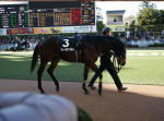 「初めての有馬記念④」パドックの見方と中山競馬場での過ごし方