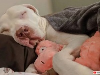 「外に行くのは勘弁！」ホームレスと暮らしていた犬、終の棲家を見つけてハッピー！だが身体を動かすのは避けたい模様