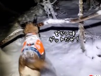ナイスな棒を見つけて最高にハッピーな犬のこの後すぐ！