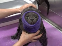 「お風呂はイヤじゃ！」と言う猫をお風呂に入れるトリマーさんのプロの技！最後は気持ちよさそうにゴロゴロゴロ