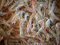 イギリスの河川に生息する淡水エビの体内から、コカインなどの違法薬物が検出される