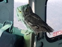 お礼を伝えたくて？山火事の消火活動を行っていたヘリコプターの中にフクロウが来訪する奇跡（アメリカ）