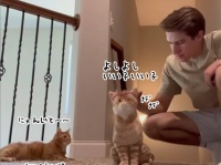 ぬいぐるみだけ撫でて去っていった飼い主に対する本家猫の反応がジェラシー