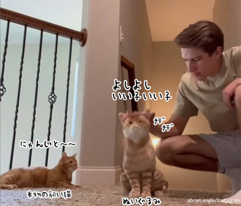 ぬいぐるみだけ撫でて去っていった飼い主に対する本家猫の反応がジェラシー