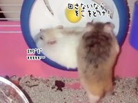 回さないならどきやがれ！おいらがクルクルまわすんじゃい！なハムスター
