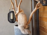 ラグドールのトビー、「オヤツがどっかいっちゃった！」とにゃあにゃあ訴える