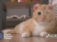 耳と片目を失った猫、愛情いっぱいの家庭に引き取られて幸せな第二の猫生を生きる（ケガ閲覧注意）