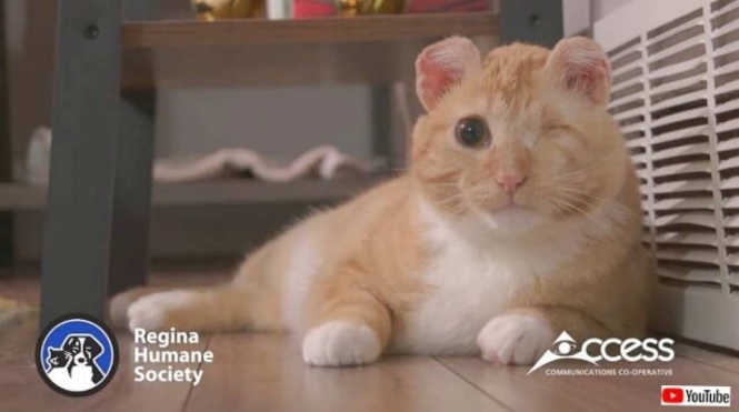 耳と片目を失った猫、愛情いっぱいの家庭に引き取られて幸せな第二の猫生を生きる(ケガ閲覧注意)