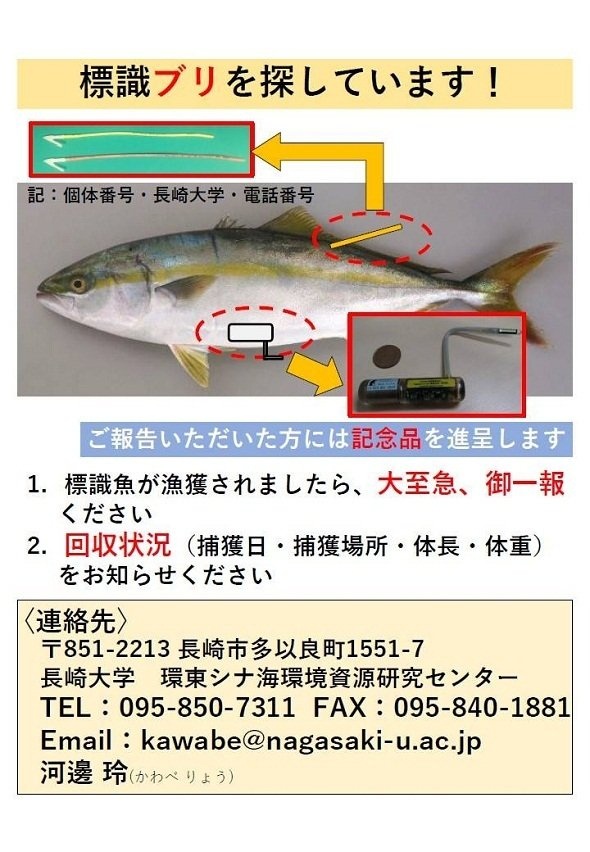 ブリ探しへの協力を呼びかけるポスター（長崎大学バイオロギング研究室フェイスブックページより）