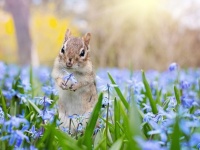 どうして人間は小さくてかわいいものが好きなのか？その6つの理由
