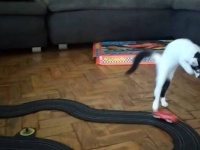 「これはいったい触ってもいいモノ？」子猫ちゃん、レーシングカーのおもちゃを追いかけてジャンプジャンプ！