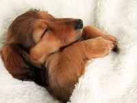 すやぁ……飼い主のベッドでスヤスヤ眠る、カワイすぎる犬たち 写真8枚