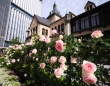 都内有数のバラ園に約600株が咲き誇る。東京ガーデンテラス紀尾井町「KIOI ROSE WEEK 2024」開催中！