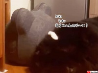 出られへんのかーい！猫ハウスの目の前で犬がとおせんぼ