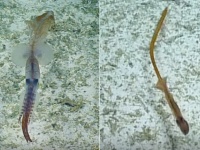 史上初。生きて泳ぐ珍しい深海イカの撮影に成功