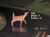 上手に歩くことができない赤ちゃん鹿を見守り、励ましながら自分の力で道路を横断させる母鹿