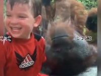 笑顔になれる動画。オランウータンは子どもにキスしがちな件