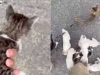 「これがNNNのやり方か！」通りすがりに子猫を1匹拾い上げた。次の瞬間、撮影者は言葉を失った…！