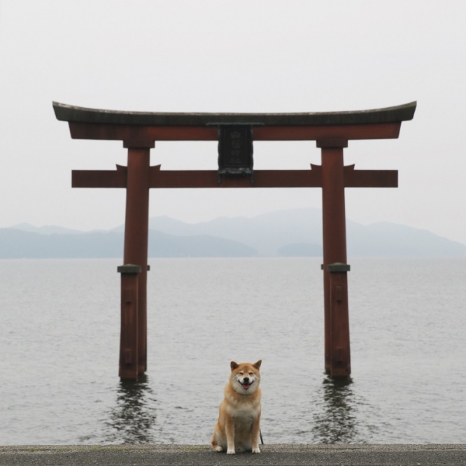 柴犬まるが紹介する滋賀の旅（後編）～まる、『近江の厳島』に感動～