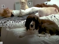 6匹の犬、4匹の猫、1匹の豚の総勢11匹の保護動物を自宅でお世話する男性。寝るときはベッドの上に全員集合