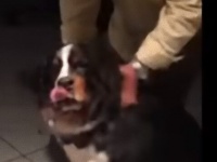 大型犬のビッグラブ。バーニーズマウンテンドッグ、おばあちゃんと会えて大喜び
