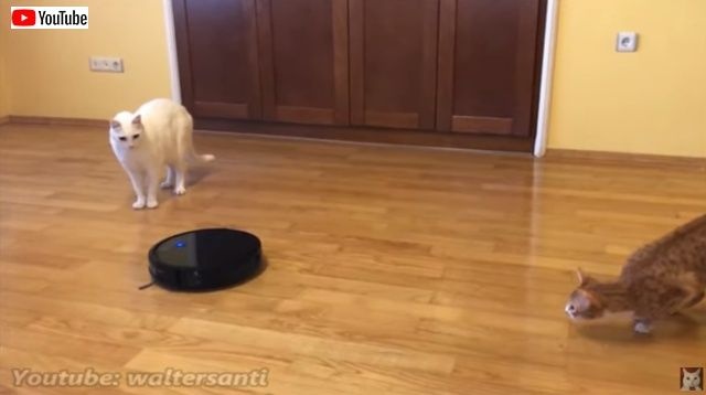 catsnroomba4_batch